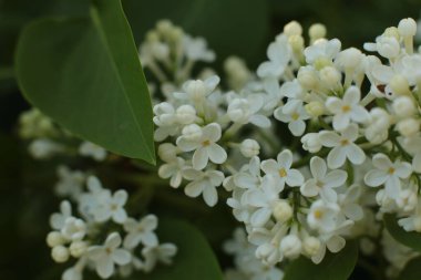 Birçok çiçeğin açtığı yaz, takvim için parlak bir ışık arka planı en popüler çiçek makro fotoğrafı.