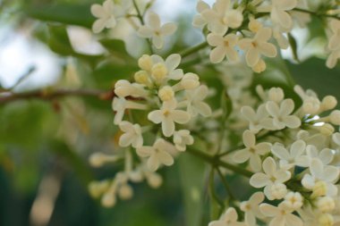 Birçok çiçeğin açtığı yaz, takvim için parlak bir ışık arka planı en popüler çiçek makro fotoğrafı.