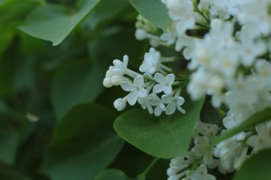 Birçok çiçeğin açtığı yaz, takvim için parlak bir ışık arka planı en popüler çiçek makro fotoğrafı.
