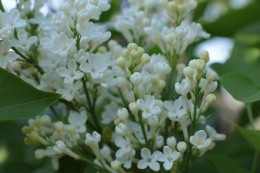 Birçok çiçeğin açtığı yaz, takvim için parlak bir ışık arka planı en popüler çiçek makro fotoğrafı.