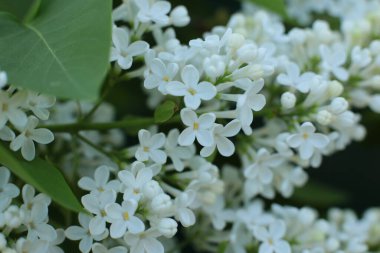 Birçok çiçeğin açtığı yaz, takvim için parlak bir ışık arka planı en popüler çiçek makro fotoğrafı.