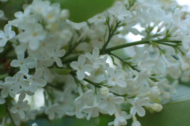 Birçok çiçeğin açtığı yaz, takvim için parlak bir ışık arka planı en popüler çiçek makro fotoğrafı.