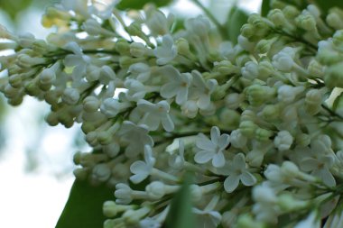 Yaz çiçeklerinin cilvesi güzel çiçek açan makro fotoğraf