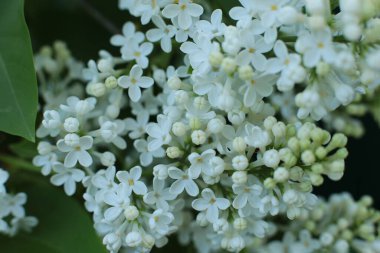 Yaz çiçeklerinin cilvesi güzel çiçek açan makro fotoğraf