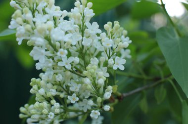 Yaz çiçeklerinin cilvesi güzel çiçek açan makro fotoğraf