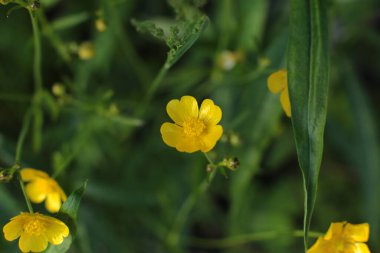 Yaz çiçeklerinin cilvesi güzel çiçek açan makro fotoğraf