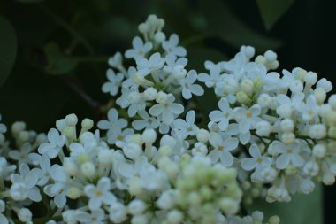 Yaz çiçeklerinin cilvesi güzel çiçek açan makro fotoğraf