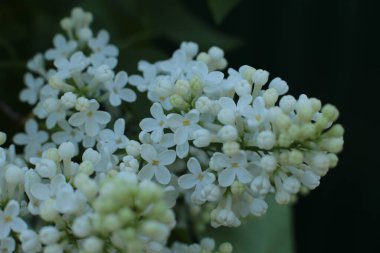 Yaz çiçeklerinin cilvesi güzel çiçek açan makro fotoğraf