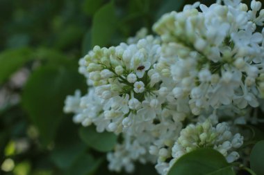 Yaz çiçeklerinin cilvesi güzel çiçek açan makro fotoğraf