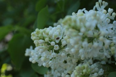 Yaz çiçeklerinin cilvesi güzel çiçek açan makro fotoğraf