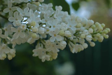 Yaz çiçeklerinin cilvesi güzel çiçek açan makro fotoğraf