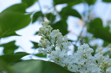 Yaz çiçeklerinin cilvesi güzel çiçek açan makro fotoğraf