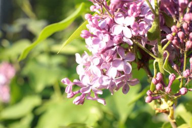 Yaz çiçeklerinin cilvesi güzel çiçek açan makro fotoğraf