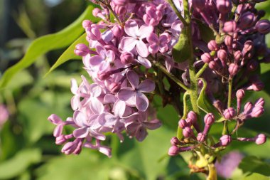 Yaz çiçeklerinin cilvesi güzel çiçek açan makro fotoğraf