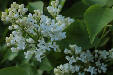 Yaz çiçeklerinin cilvesi güzel çiçek açan makro fotoğraf