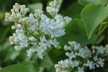 Yaz çiçeklerinin cilvesi güzel çiçek açan makro fotoğraf
