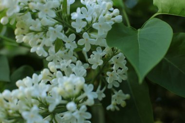 Yaz çiçeklerinin cilvesi güzel çiçek açan makro fotoğraf