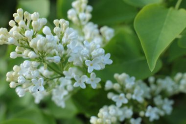Yaz çiçeklerinin cilvesi güzel çiçek açan makro fotoğraf