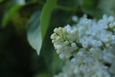Yaz çiçeklerinin cilvesi güzel çiçek açan makro fotoğraf