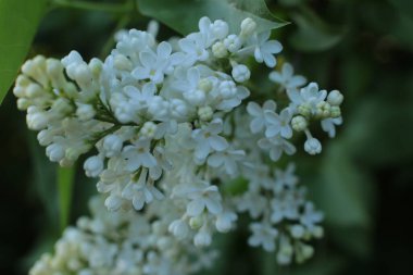 Yaz çiçeklerinin cilvesi güzel çiçek açan makro fotoğraf