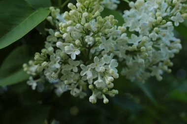 Yaz çiçeklerinin cilvesi güzel çiçek açan makro fotoğraf