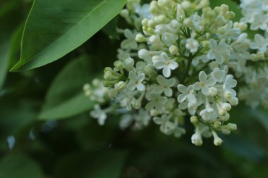 Yaz çiçeklerinin cilvesi güzel çiçek açan makro fotoğraf
