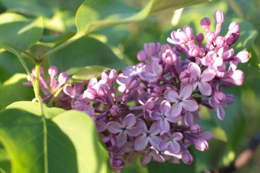 Yaz çiçeklerinin cilvesi güzel çiçek açan makro fotoğraf