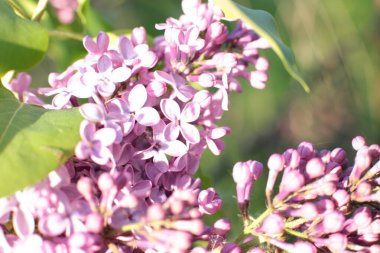 Yaz çiçeklerinin cilvesi güzel çiçek açan makro fotoğraf