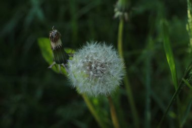 Yaz çiçeklerinin cilvesi güzel çiçek açan makro fotoğraf