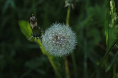 Yaz çiçeklerinin cilvesi güzel çiçek açan makro fotoğraf