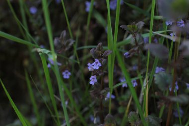 Yaz çiçeklerinin cilvesi güzel çiçek açan makro fotoğraf