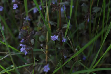 Yaz çiçeklerinin cilvesi güzel çiçek açan makro fotoğraf