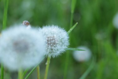 Yaz çiçeklerinin cilvesi güzel çiçek açan makro fotoğraf