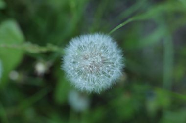 Yaz çiçeklerinin cilvesi güzel çiçek açan makro fotoğraf