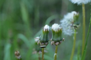 Yaz çiçeklerinin cilvesi güzel çiçek açan makro fotoğraf
