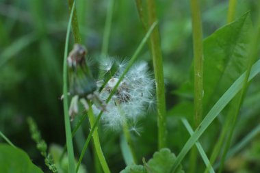 Yaz çiçeklerinin cilvesi güzel çiçek açan makro fotoğraf