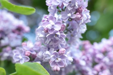 Yaz çiçeklerinin cilvesi güzel çiçek açan makro fotoğraf