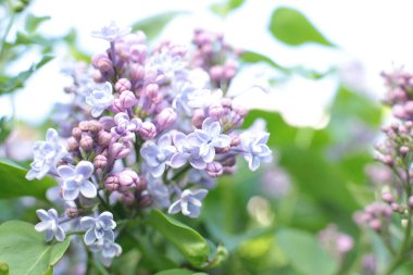 Yaz çiçeklerinin cilvesi güzel çiçek açan makro fotoğraf