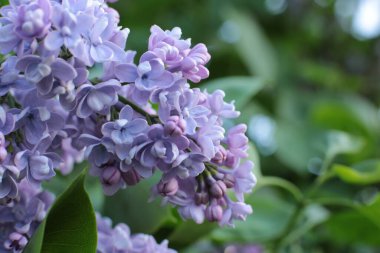 Yaz çiçeklerinin cilvesi güzel çiçek açan makro fotoğraf