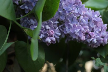 Yaz çiçeklerinin cilvesi güzel çiçek açan makro fotoğraf