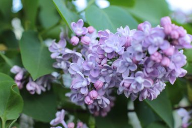 Yaz çiçeklerinin cilvesi güzel çiçek açan makro fotoğraf