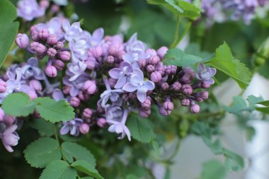 Yaz çiçeklerinin cilvesi güzel çiçek açan makro fotoğraf