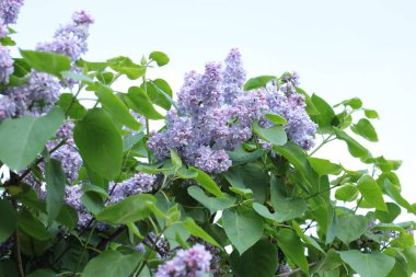 Yaz çiçeklerinin cilvesi güzel çiçek açan makro fotoğraf