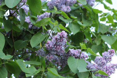 Yaz çiçeklerinin cilvesi güzel çiçek açan makro fotoğraf