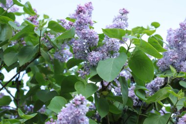 Yaz çiçeklerinin cilvesi güzel çiçek açan makro fotoğraf