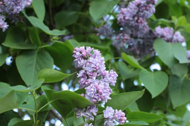 Yaz çiçeklerinin cilvesi güzel çiçek açan makro fotoğraf