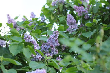 Yaz çiçeklerinin cilvesi güzel çiçek açan makro fotoğraf