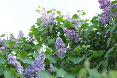 Yaz çiçeklerinin cilvesi güzel çiçek açan makro fotoğraf