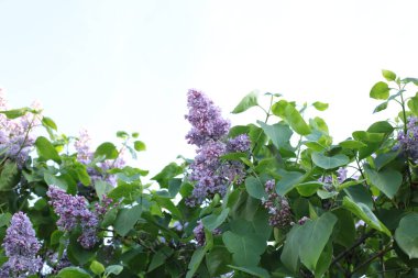 Yaz çiçeklerinin cilvesi güzel çiçek açan makro fotoğraf