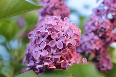Yaz çiçeklerinin cilvesi güzel çiçek açan makro fotoğraf
